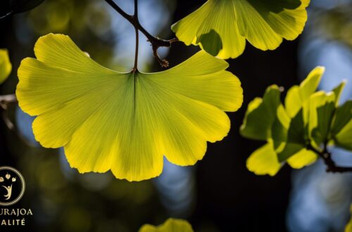 Les Bienfaits Étonnants du Ginkgo Biloba naturajoa.com la naturopathie sportive