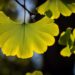 Les Bienfaits Étonnants du Ginkgo Biloba naturajoa.com la naturopathie sportive