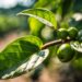 Les Bienfaits du Café Vert et son Rôle dans la Perte de Poids naturajoa.com